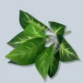 Hojas de plantas verdes artificiales para decoración de interiores y arreglos florales - Dieffenbachia de 9 cabezas-2