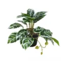 Plante en pot artificielle feuillage vert simulation mini décoration bureau maison deco - Mini Calathea Fusion White Sans Pot