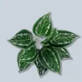 Hojas de plantas verdes variegadas artificiales rama de follaje falso para decoracion del hogar - Hoja de Pavo Real de 9 cabezas