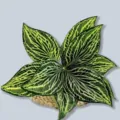 Hojas de plantas verdes artificiales, con venas de red para decoración del hogar y arreglos florales. - Hoja de Fittonia de 9 cabezas - Verde