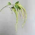 Artificial hanging amaranth flower green silk vine for wedding home ceiling decor SKU - Green