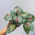 Hoja de caladium falsa planta artificial de interior decoración vegetal verde y bonita - Hojas de corazón rojo