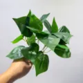 Hojas de plantas verdes artificiales ramas de follaje falso para decoración de interiores y paisajismo. - Hoja de Pothos Tipo A