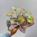 Planta artificial ramo hojas rosas verdes variante para decoración de interiores. - Hoja de Puntos Estelares Rosas