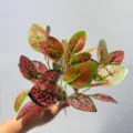 Ramo de hojas de plantas artificiales follaje falso para decoración paisajística de interiores - Hoja de Puntos Estelares Rojos