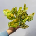 Tallos de plantas de hojas matizadas artificiales para decoración de jardín interior - Hoja de Puntos Estelares Amarillos