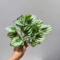 Planta artificial peperomia sandia hojas verdes falsas para decoracion de interiores hogar - Hoja de sandía