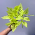 Rama de planta verde artificial con hojas lima, follaje decorativo para casa variante. - Hoja Amarilla Pequeña