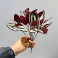 Tallo de hojas de plantas decorativas artificiales, follaje con patrón rojo y verde. - Hoja de Ceja Púrpura