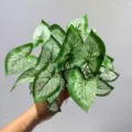 Ramo de hojas de plantas verdes artificiales follaje falso para decoracion de interiores hogar - Hoja de Taro Corazón Blanco