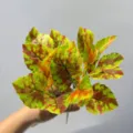 Hojas de plantas verdes variegadas artificiales para decoración interior y floral. - Nueva Hoja de Arce