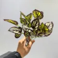 Ramo de hojas de plantas verdes artificiales para la decoración de interiores. - Hoja de Cola de Fénix Púrpura