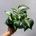 Hojas de plantas verdes artificiales simulación pothos follaje decoración interior - Hoja de Núcleo Blanco