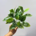 Hojas de plantas verdes artificiales ramo de follaje falso para decoración de interior y exterior. - Hoja de Magnolia
