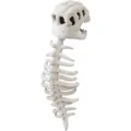 Plush dinosaur skeleton costume piece, soft toy skull and spine design for Halloween party. - White Skull + Skeleton