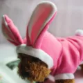 Cute bunny ear dog hoodie for autumn and winter, soft plush pet costume for small dogs. - XS / Rose Red