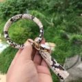 Portachiavi bracciale rotondo con stampa pelle di serpente, nappina e finiture metalliche. - Serpente Marrone