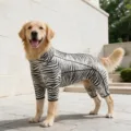 Outdoor close-up of a golden retriever wearing a zebra print four-legged pet jumpsuit. - S / Black White Zebra