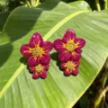 Close-up detail shot of colorful enamel flower earrings, showcasing vibrant contrast design. - Rose Red