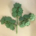 Artificial green maple leaf branch detail, premium plastic foliage for floral arrangement close-up. - 12 Pieces/Pack / Dark Green