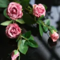 Artificial pink rose flowers bouquet for home decor wedding party table decoration display. - Purple Pink