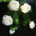 Artificial white rose flowers simulation silk plant home decor bouquet for living room table - White