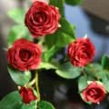 Artificial red rose flower bouquet for home decoration and beautiful floral arrangement. - Red