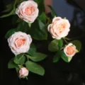 Fiori di rose artificiali rosa composizione floreale finta per decorazione casa salotto. - Champagne