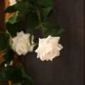 Artificial white rose vine flower garland for wall home decor hanging floral decoration - White