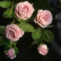 Bouquet di rose rosa artificiali fiore finto composizione floreale per arredamento casa salotto - Viola chiaro