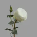 Artificial Austin rose flower with one bud and bloom, elegant home decor fake floral piece. - White
