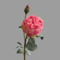 Fiore di rosa artificiale Austin con due teste per decorazione della casa e soggiorno. - Rosa