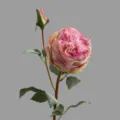 Fiore di rosa Austin artificiale rosa a due teste variante per la decorazione - Viola