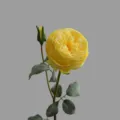 Artificial yellow Austin rose single branch with one bloom and bud, home decor flower. - Yellow
