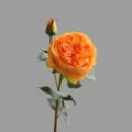 Artificial Austin Rose flower with two heads, perfect for home and living room decoration. - Orange