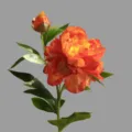 Artificial Peony Flower Silk Fake Floral Arrangement for Home Table Wedding Decor - Orange