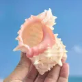 Natürliche rosa Murex Muschel große Schnecke für Aquarium Landschaftsbau und Einsiedlerkrebs Haus - 5-7cm Kaliber 2.2-3.2cm