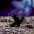 Mini corvo nero resina statuetta scrivania micro paesaggio ornamento 2.3x3.3cm accessorio decoro - Solido Lucido - Decollo