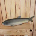 Simulated PU fish toy model realistic marine animal decorative photography prop aquarium decor. - Grey Green