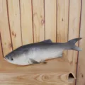 Realistic artificial fish PU model toy, simulation marine creature pet cat pillow prop. - Grey Gradient