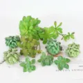Artificial succulent plants set faux green plants for DIY home decoration wall decor - TA08