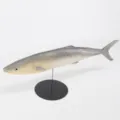 Modelo de pez de simulación decoración acuario gato juguete accesorio de foto gris - Gris Degradado (Y003)