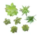 Conjunto de plantas suculentas artificiales para DIY decoración del hogar y pared verde. - Ta14