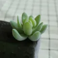 Artificial flocked succulent plant single piece DIY home decor green miniature plant decor. - DR063