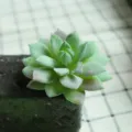 Flocked Artificial Succulent Plant Single Green DIY Greenery Wall Decor Accessory - DR065