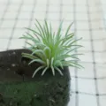 Artificial flocked succulent plant, green plant desktop decoration, small potted item - DR057