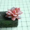 Flocked artificial succulent plant head, pink faux flower for DIY floral decor and wall. - DR070