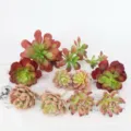 Set de Plantas Suculentas Artificiales DIY Falsa Decoración de Pared Verde Hogar - TA07