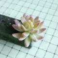Flocked artificial succulent plant head for DIY craft wall decor and floral arrangement - DR067