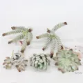 Set de plantas suculentas artificiales, plantas verdes falsas para la decoración. - TA05